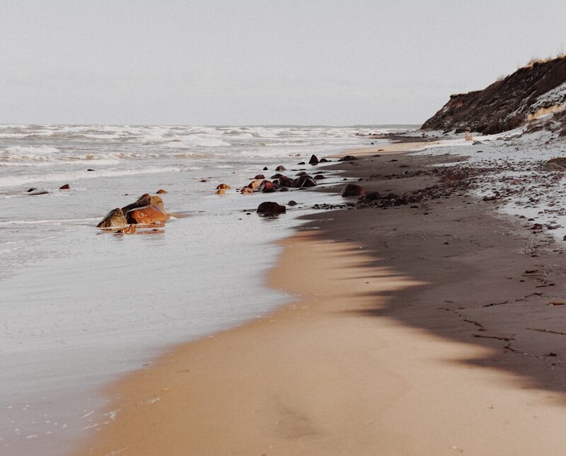 brown and white dog lying on beach shore during daytime