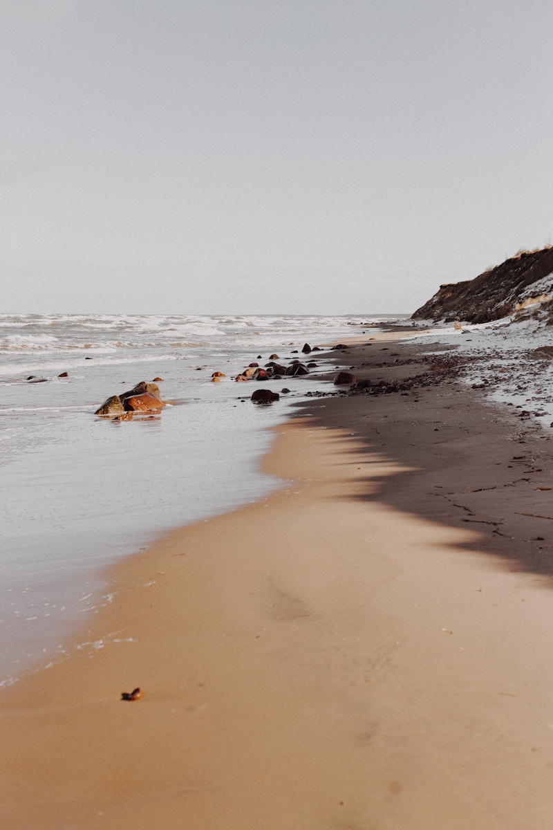 brown and white dog lying on beach shore during daytime