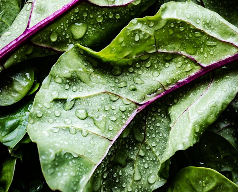 green and purple leaves with water droplets