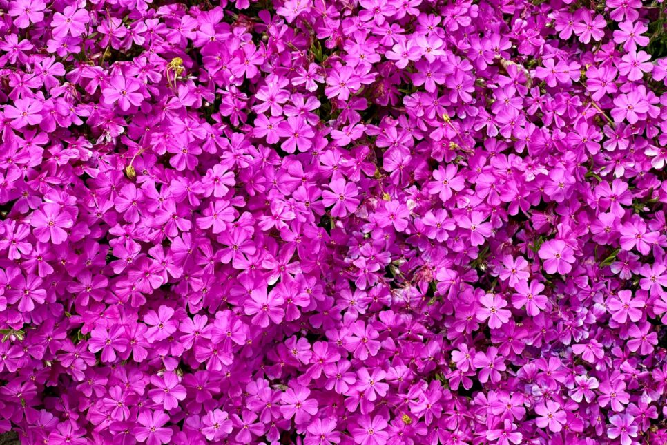 a bunch of purple flowers that are next to each other