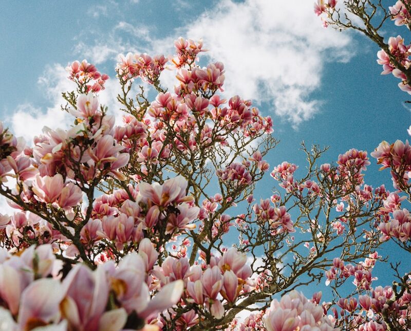 pink and white flower under blue sky during daytime