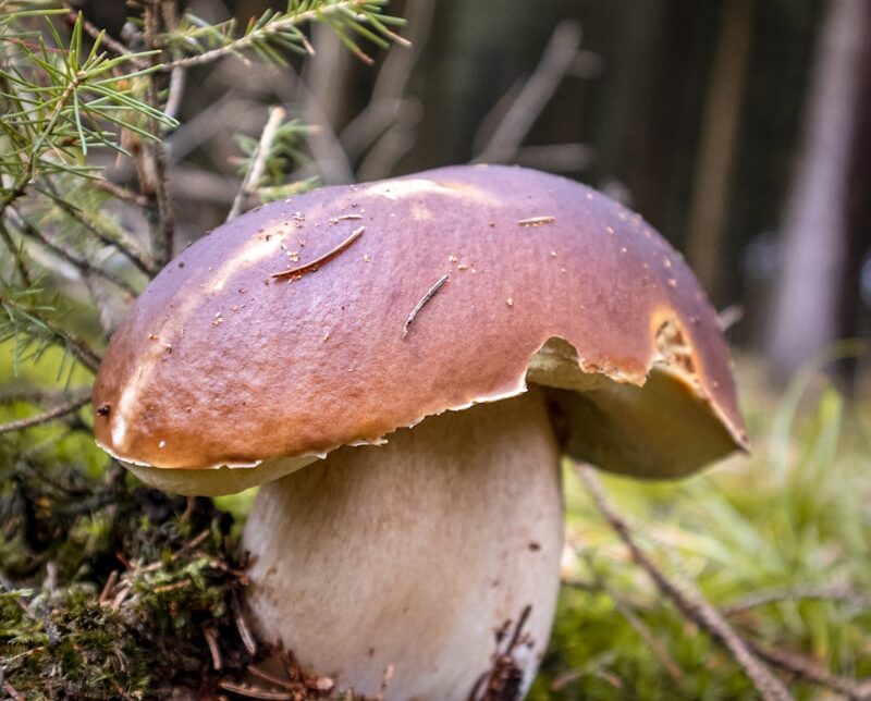 brown mushroom in the middle of the forest