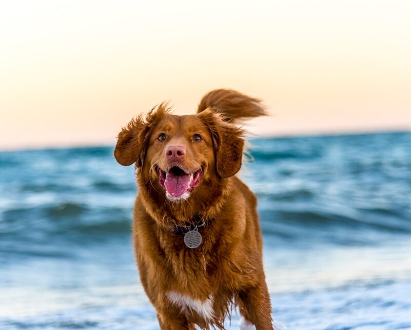 dog running on beach during daytime
