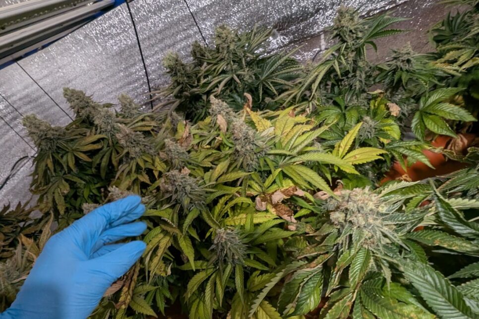 Nielegalna plantacja konopi. Chrzanów