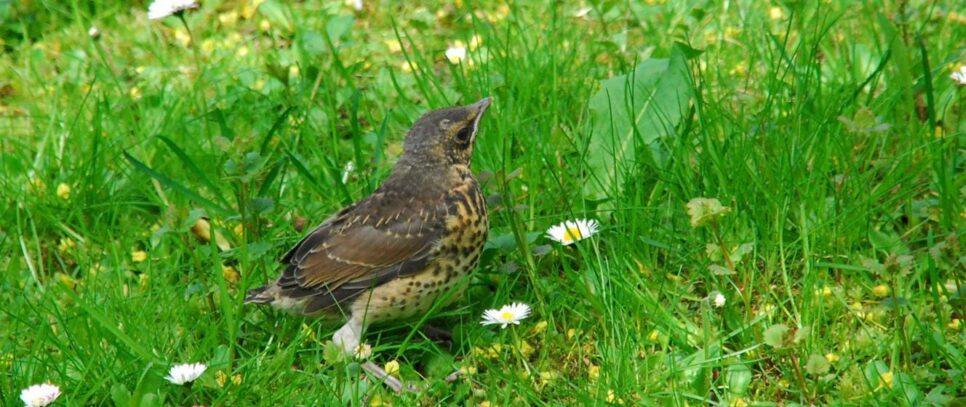 Strażnicy natury wśród betonu – ptaki w miastach. Gorlice