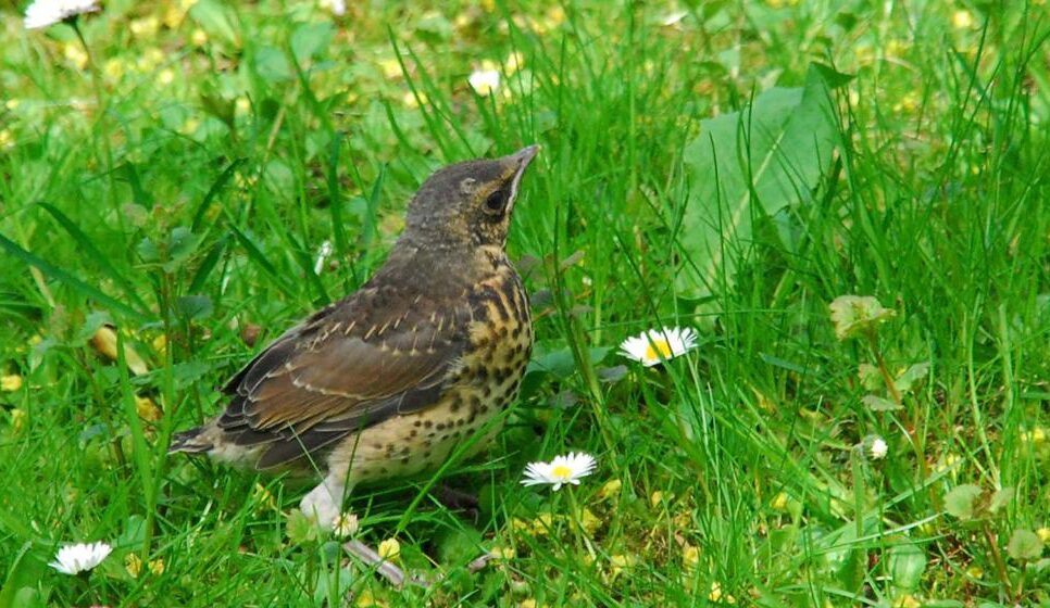 Strażnicy natury wśród betonu – ptaki w miastach. Gorlice