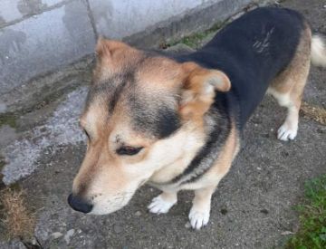 Poszukiwany właściciel psa. Gmina Łapanów