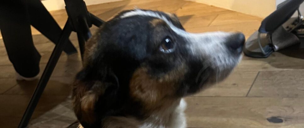 Znaleziono psa w Harkabuzie. Raba Wyżna