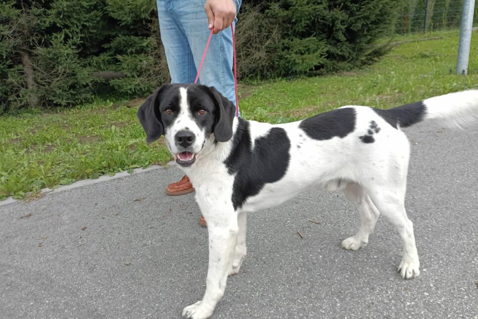 Znaleziono psa. Gmina Trzciana