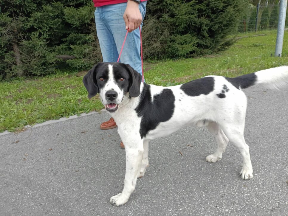 Znaleziono psa. Gmina Trzciana