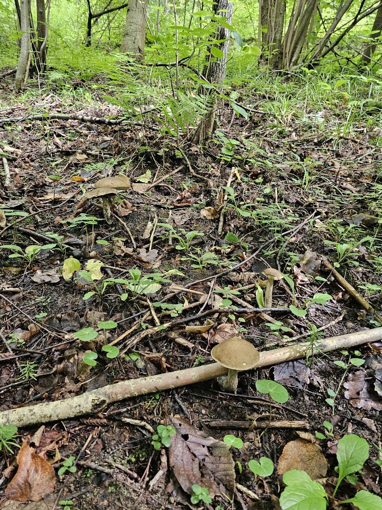 Bezpieczne grzybobranie. Policjanci radzą, jak zadbać o swoje bezpieczeństwo w lesie. Nowy Sącz