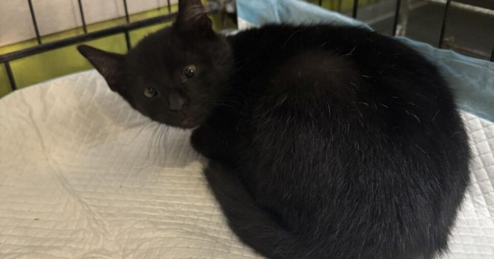 Znaleziono kota przy ul. Skrzyńskich. Gorlice