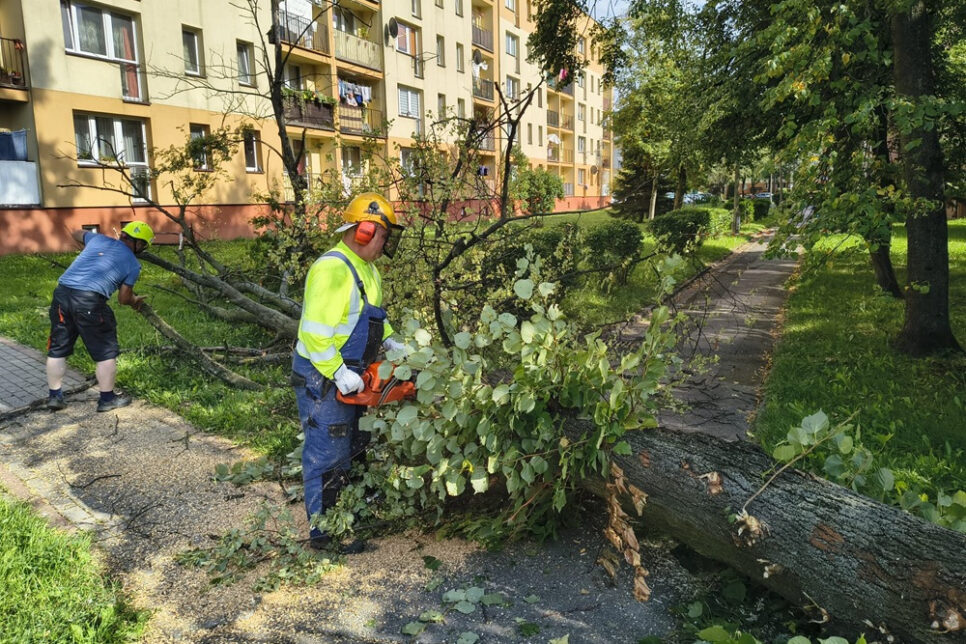 Wycinka drzew na Browarnej. Gmina Brzesko