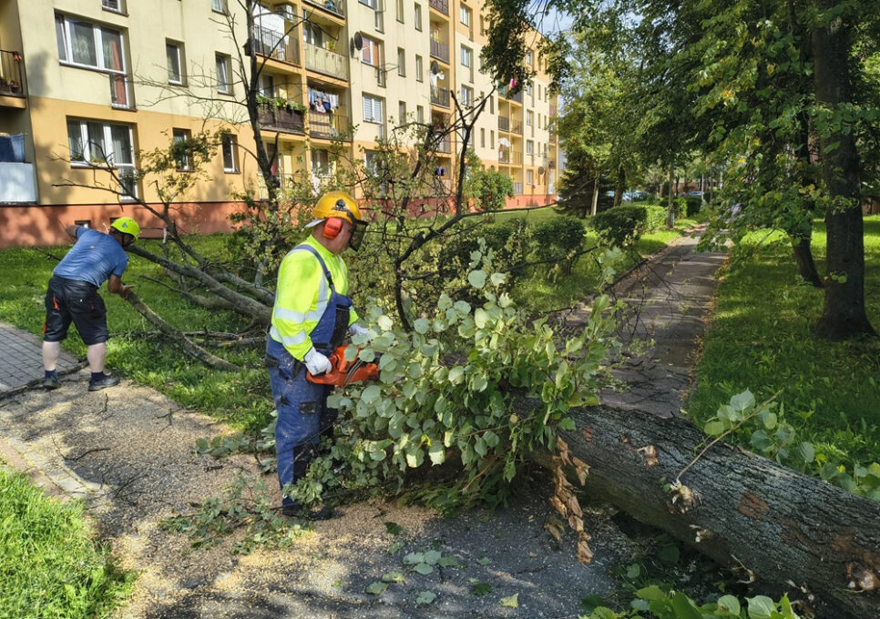Wycinka drzew na Browarnej. Gmina Brzesko