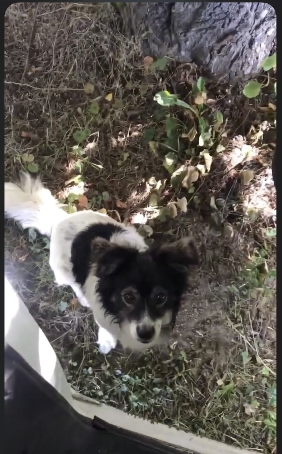 Marcinowice: znaleziono psa. Gmina Kozłów