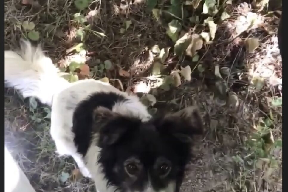 Marcinowice: znaleziono psa. Gmina Kozłów