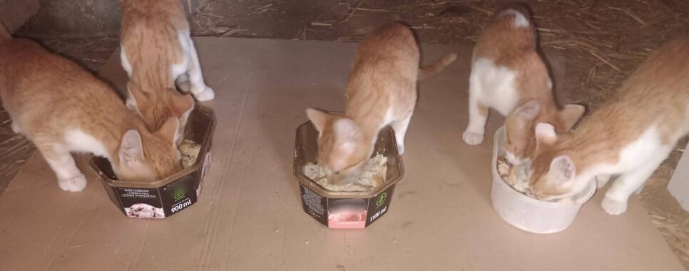 Koty szukają domu. Gmina Mogilany