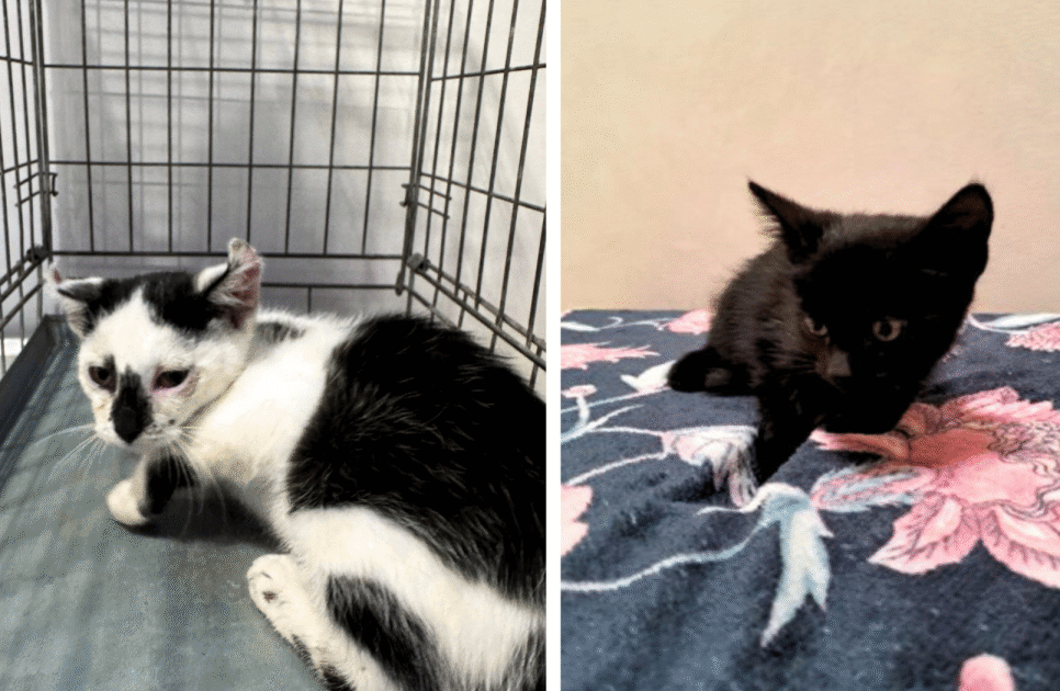 Koty z ul. Kościuszki i Okulickiego. Gorlice