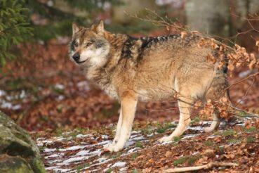 Wilki w gminie Moszczenica – apelujemy o ostrożność!. Gmina Moszczenica