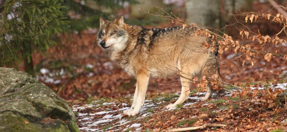 Wilki w gminie Moszczenica – apelujemy o ostrożność!. Gmina Moszczenica