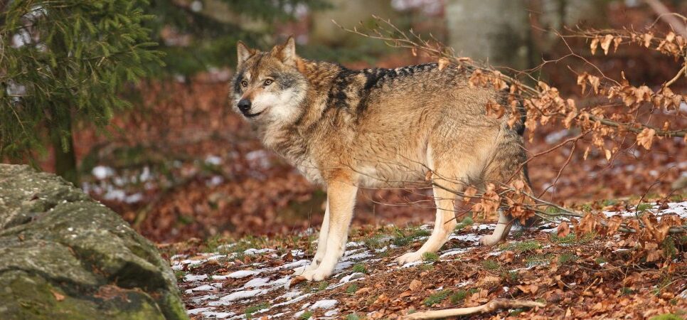 Wilki w gminie Moszczenica – apelujemy o ostrożność!. Gmina Moszczenica