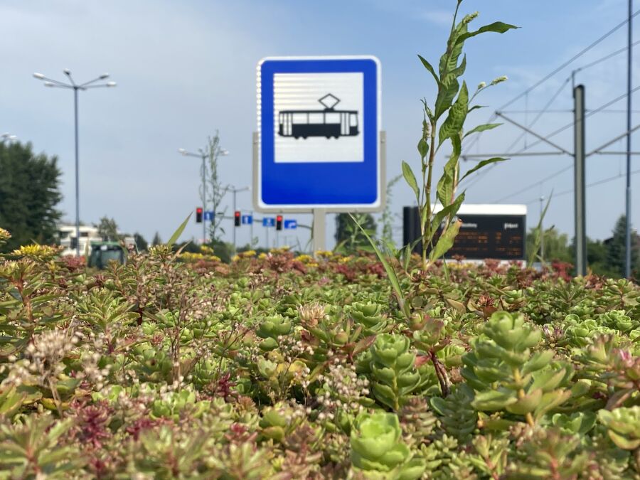 Zielone dachy na wiatach przystankowych – chłodniej i bardziej ekologicznie. Kraków