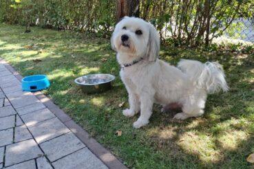 Pies w centrum Laskowej. Gmina Laskowa