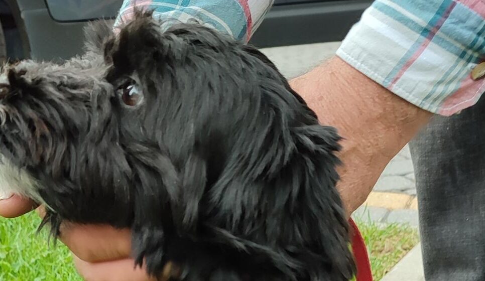 Znaleziono psa w miejscowości Skawa. Raba Wyżna