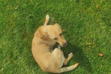 Pies poszukuje swojego lub nowego właściciela. Gmina Łukowica