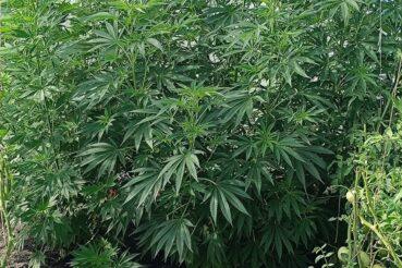 32-latek z powiatu krakowskiego zatrzymany za posiadanie narkotyków. Kraków