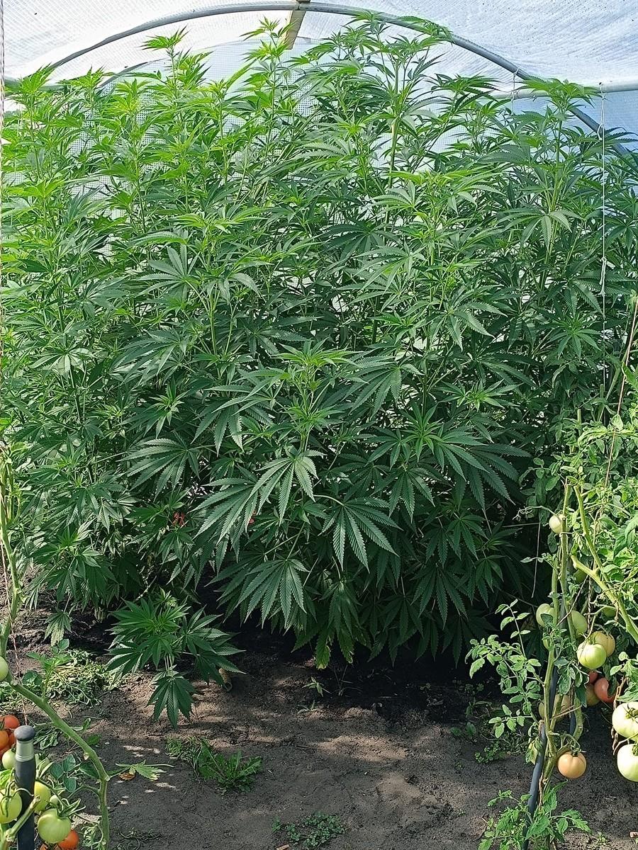 32-latek z powiatu krakowskiego zatrzymany za posiadanie narkotyków. Kraków