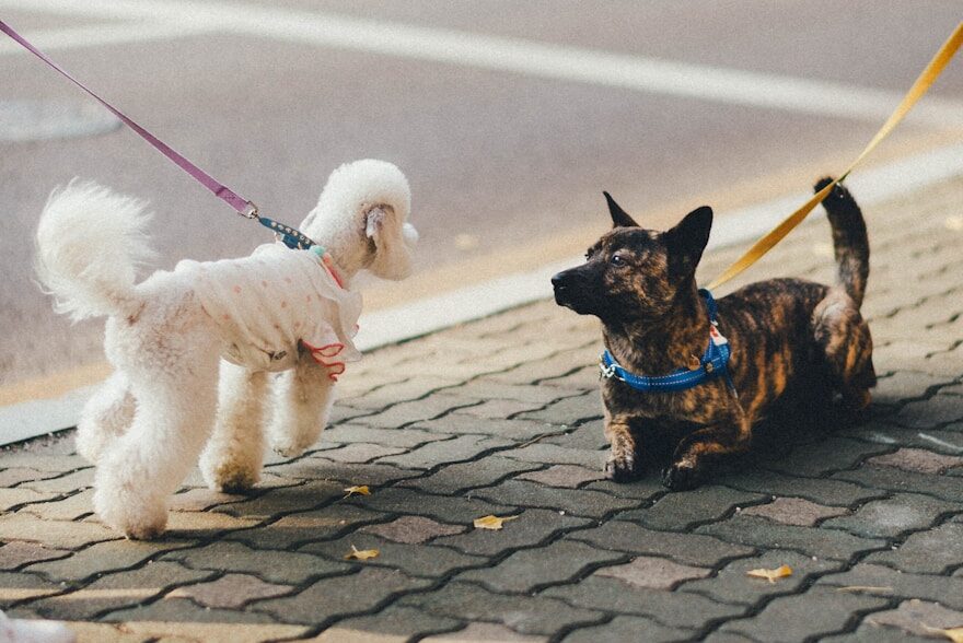 brown and black short coated small dog with white long coat small dog on gray concrete