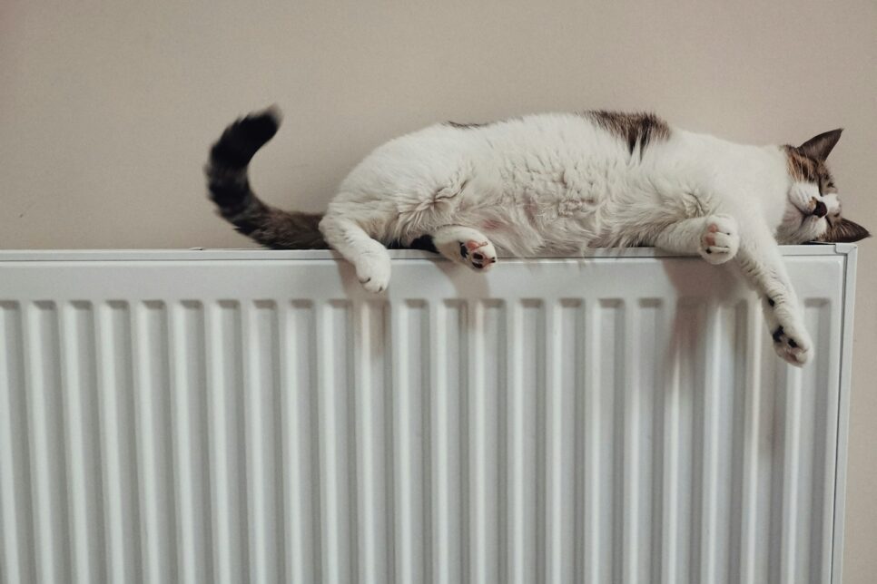 white and black cat on white radiator heater