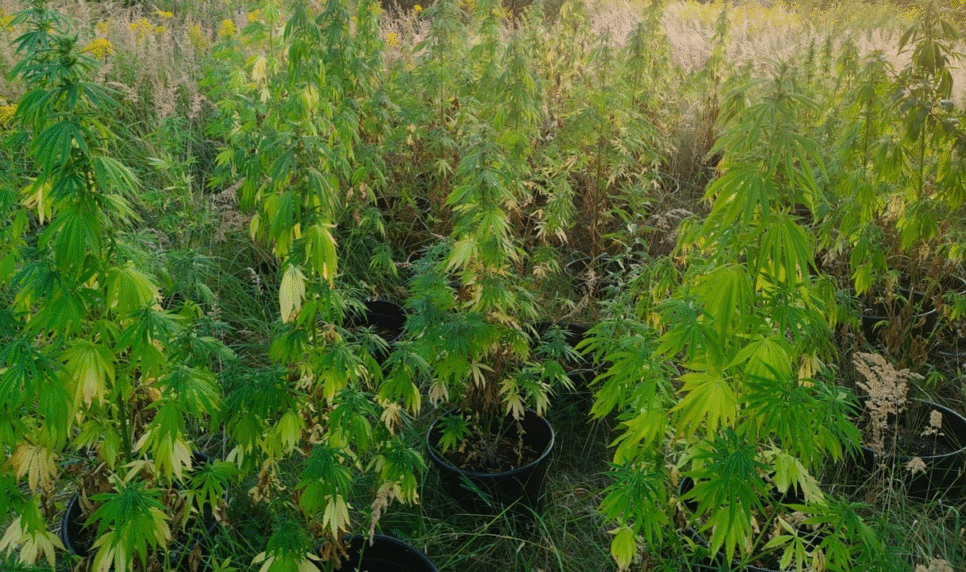 Zlikwidowana plantacja konopi indyjskich w Trzebini. Chrzanów