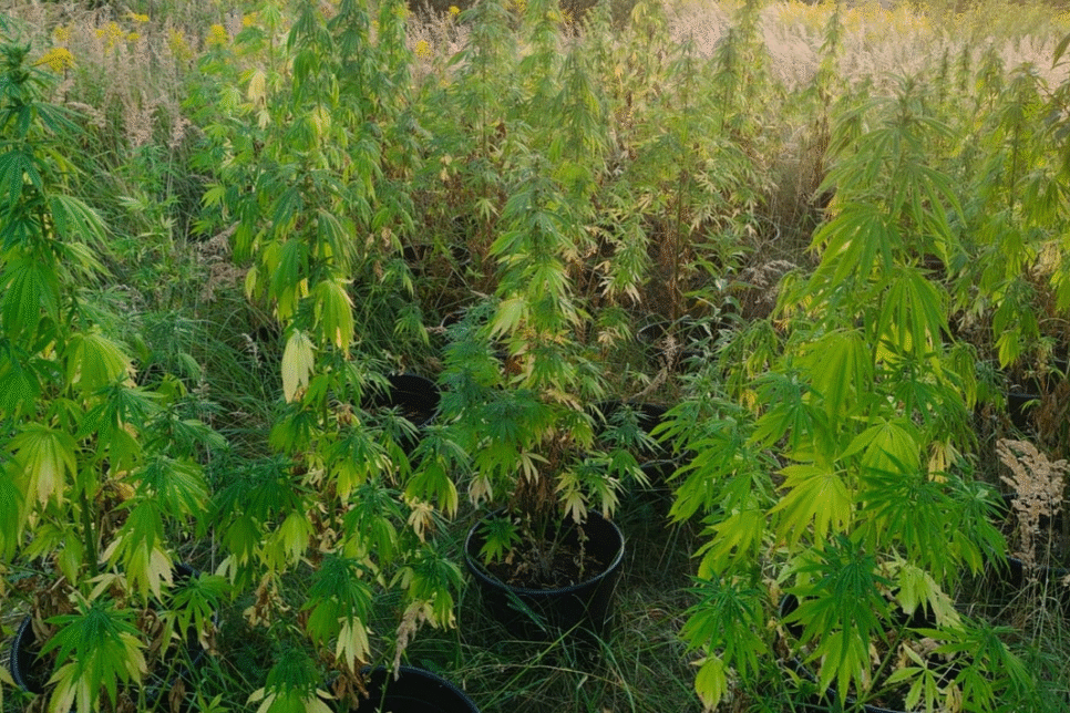 Zlikwidowana plantacja konopi indyjskich w Trzebini. Chrzanów