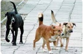 Zawiadomienie w sprawie wałęsających się psów. Gmina Trzciana