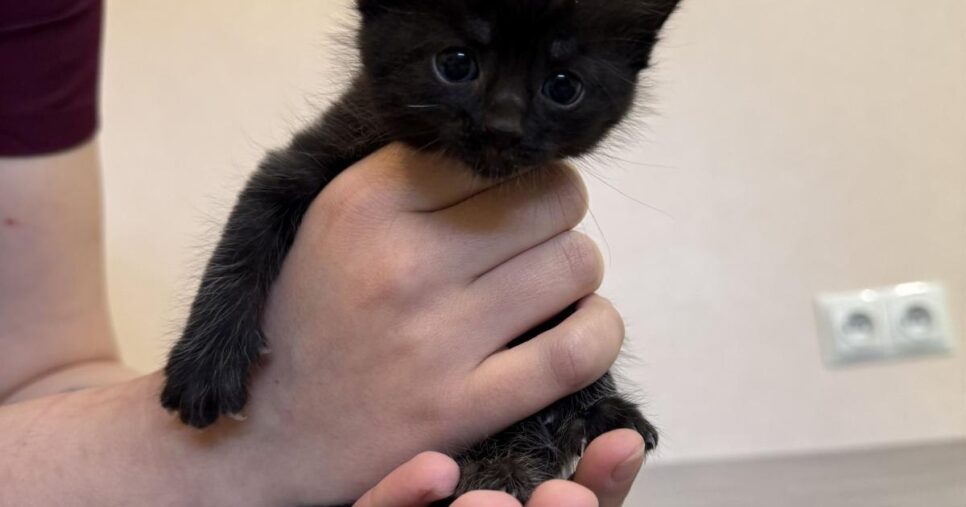 Znaleziono kota przy ul. Chopina. Gorlice