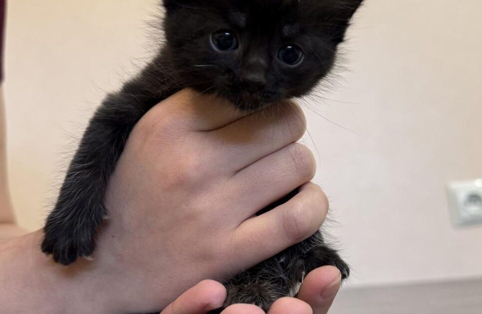 Znaleziono kota przy ul. Chopina. Gorlice