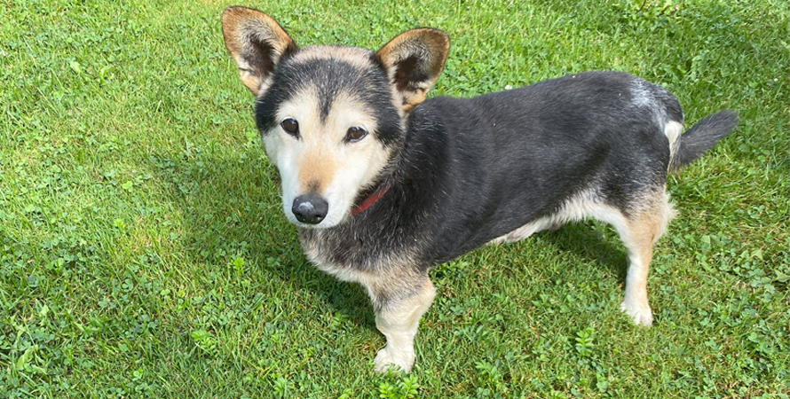 Ogłoszenie – znaleziono psa. Tomice