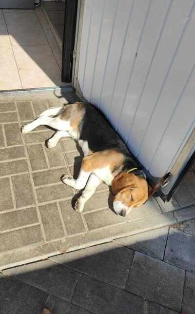 Poszukiwany właściciel, lub nowy opiekun pieska. Gmina Łukowica