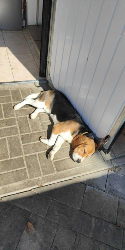 Poszukiwany właściciel, lub nowy opiekun pieska. Gmina Łukowica