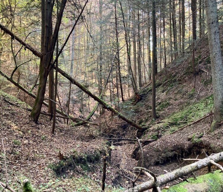 Pomysł na weekend – Przygoda w głogoczowskiej dżungli. Gmina Myślenice