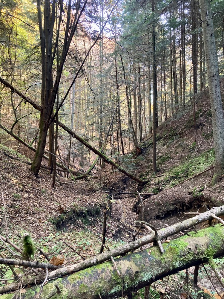 Pomysł na weekend – Przygoda w głogoczowskiej dżungli. Gmina Myślenice