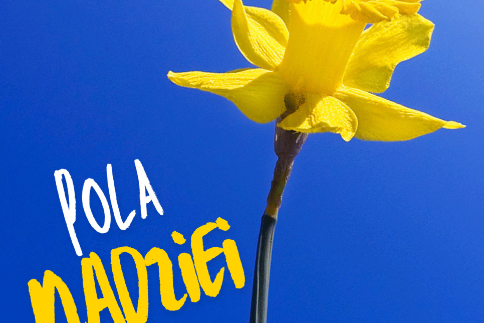 Pola Nadziei – Jesienne sadzenie żonkili w Parku Miejskim. Gmina Miechów