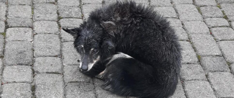 Znaleziono psa w miejscowości Bielanka. Raba Wyżna