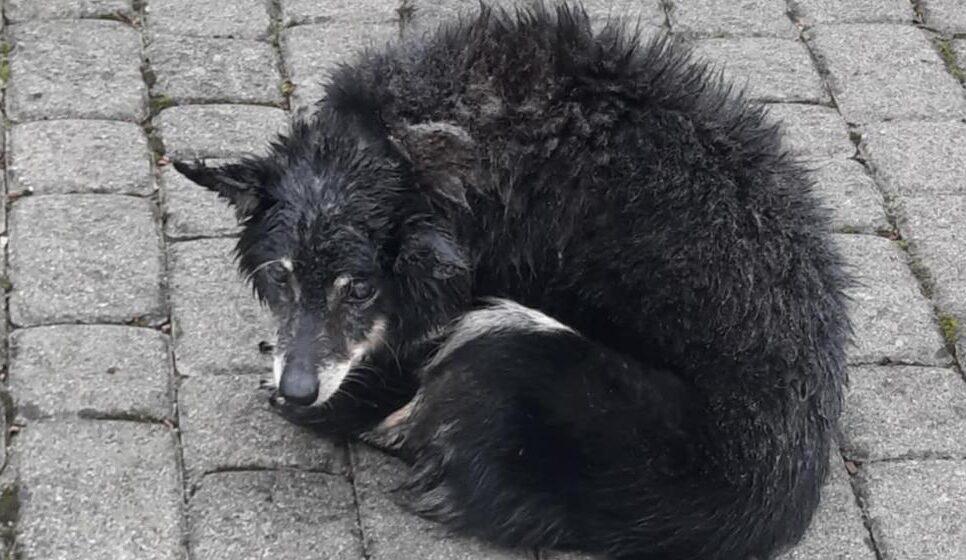 Znaleziono psa w miejscowości Bielanka. Raba Wyżna