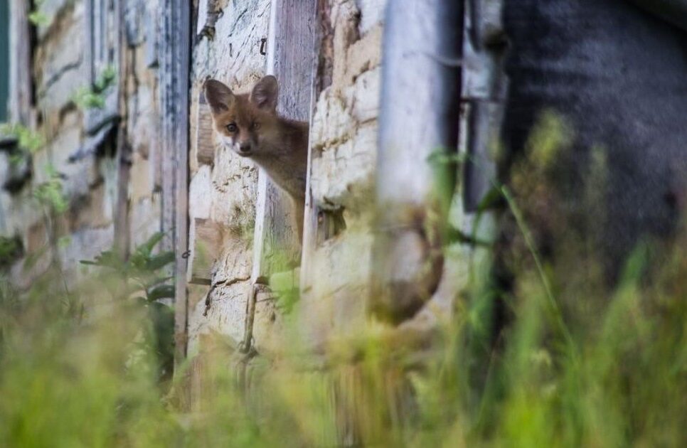 Ochronne szczepienie lisów. Gorlice