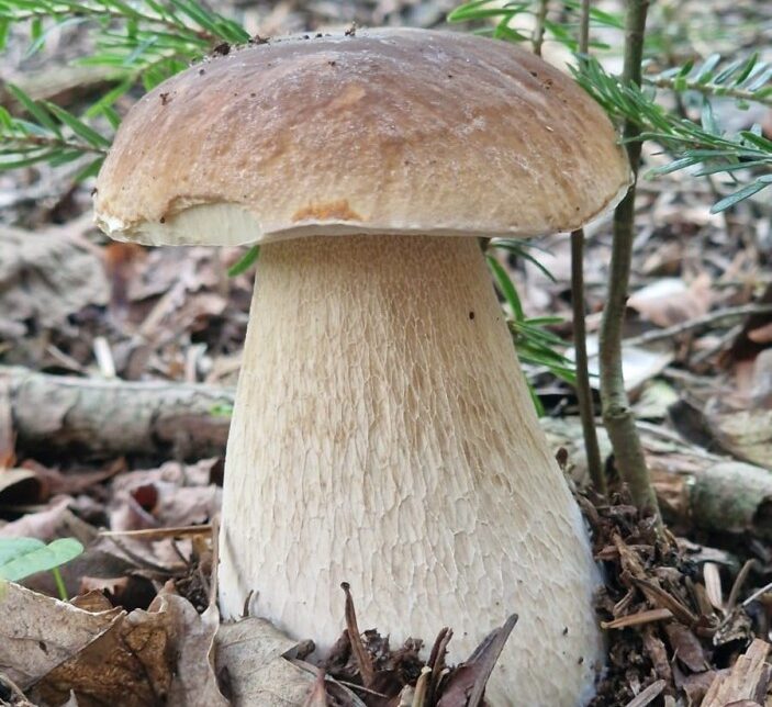 Pomysł na weekend – Leśna terapia na stoku Dalinu. Gmina Myślenice