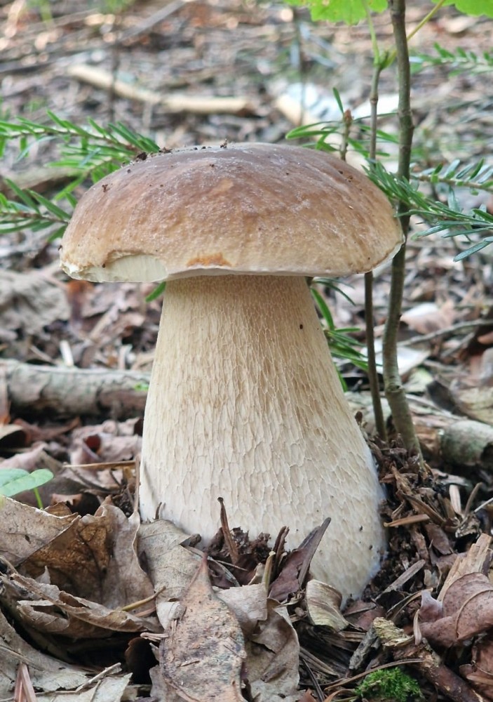 Pomysł na weekend – Leśna terapia na stoku Dalinu. Gmina Myślenice