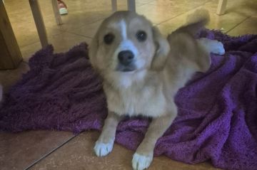 Poszukiwany właściciel psa. Gmina Łapanów